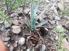 Yucca rigida