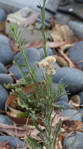 photo of Flax-leaved Horseweed (Erigeron bonariensis)