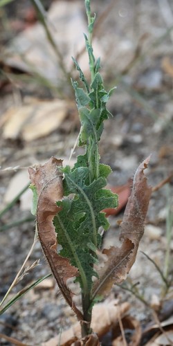 photo of Prickly Lettuce (Lactuca serriola)