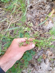 Galium × pseudoboreale