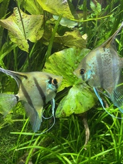Pterophyllum