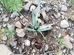Yucca rigida