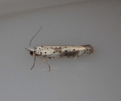 Yponomeuta irrorellus