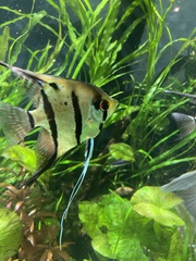 Pterophyllum