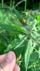 Harmonia axyridis