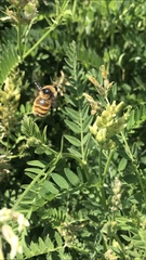 Bombus nevadensis