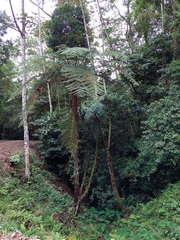Sphaeropteris