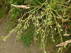 Raphanus raphanistrum landra