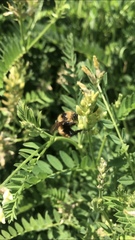 Bombus nevadensis