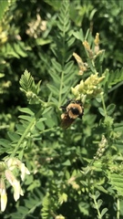Bombus nevadensis