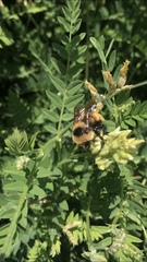 Bombus nevadensis