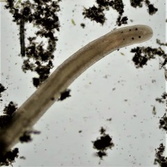 Prostoma