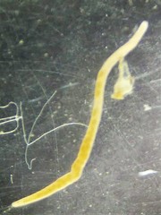 Prostoma