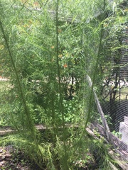 Eupatorium capillifolium image