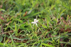 Habenaria grandifloriformis