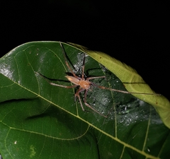 Araneae