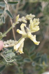 Astragalus collinus