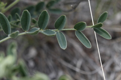 Astragalus collinus
