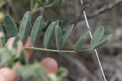 Astragalus collinus