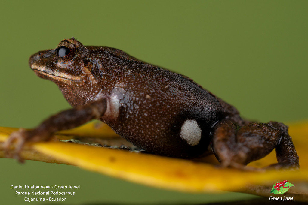 Cajanuma Rain Frog