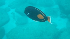 Acanthurus achilles