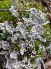Peltigera extenuata