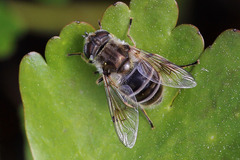 Eristalis abusiva