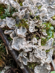 Peltigera extenuata