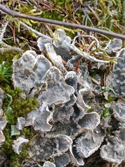 Peltigera extenuata