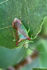 Acanthosoma haemorrhoidale