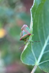 Acanthosoma haemorrhoidale