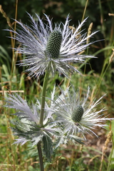 Eryngium alpinum