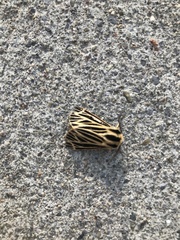 Apantesis virguncula