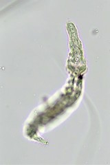 Catenula macrura