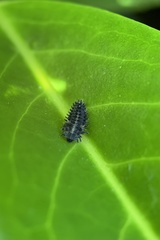 Exochomus quadripustulatus