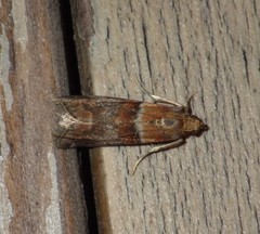 Acrobasis repandana