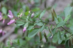Ononis rotundifolia
