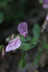 Ononis rotundifolia