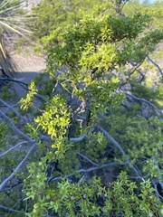 Eupompha fissiceps