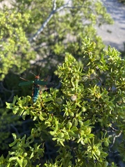 Eupompha fissiceps