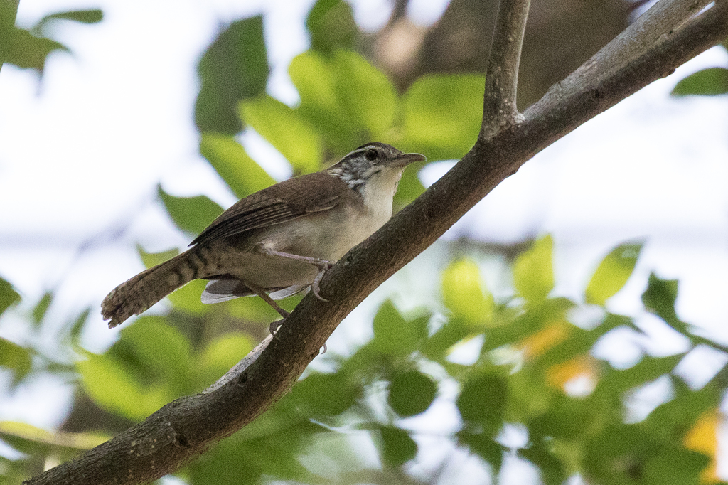 Antioquia Wren photo