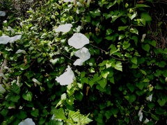 Calystegia tuguriorum