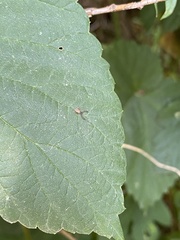 Dendrochernes cyrneus