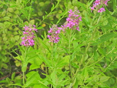 Lythrum salicaria