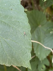 Dendrochernes cyrneus