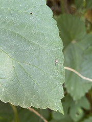 Dendrochernes cyrneus