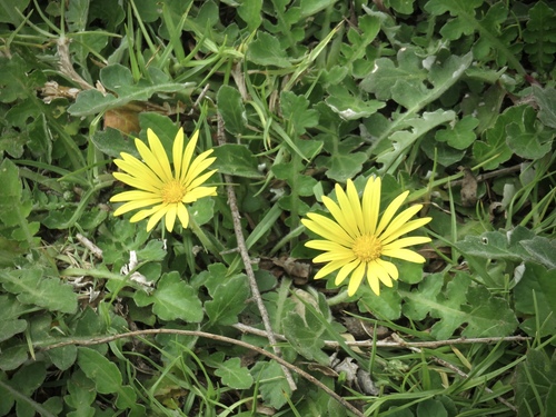 Arctotheca prostrata