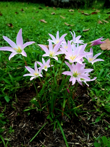 Zephyranthes rosea