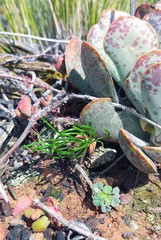 Eriospermum proliferum