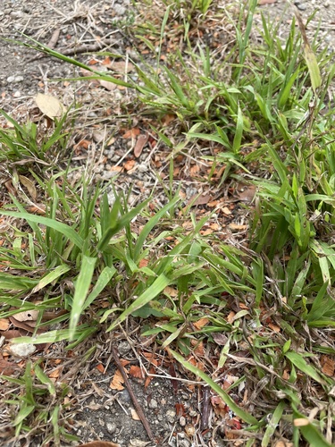 photo of Saint Augustine Grass (Stenotaphrum secundatum)
